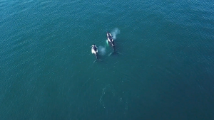 Yvan ARCHENAULT - Yvan ARCHENAULT Photographe